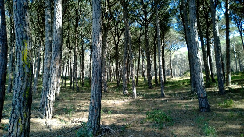 L’Associació de Naturalistes de Girona s’oposa a l'edificabilitat del paratge dels Rodors de Pals