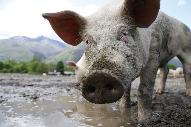 El Síndic emet un informe sobre el sector ramader en el qual declara que «qui contamina paga»
