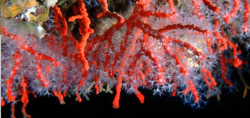 El corall vermell de la Costa Brava amenaçat!