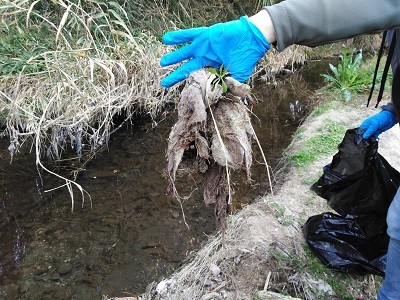 L’Associació de Naturalistes de Girona denuncia la presència de tovalloletes higièniques i compreses al riu Güell de Girona