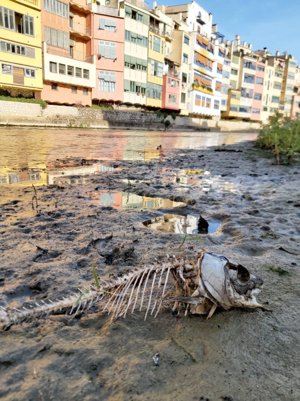 La qualitat del riu Onyar empitjora per culpa de la sequera