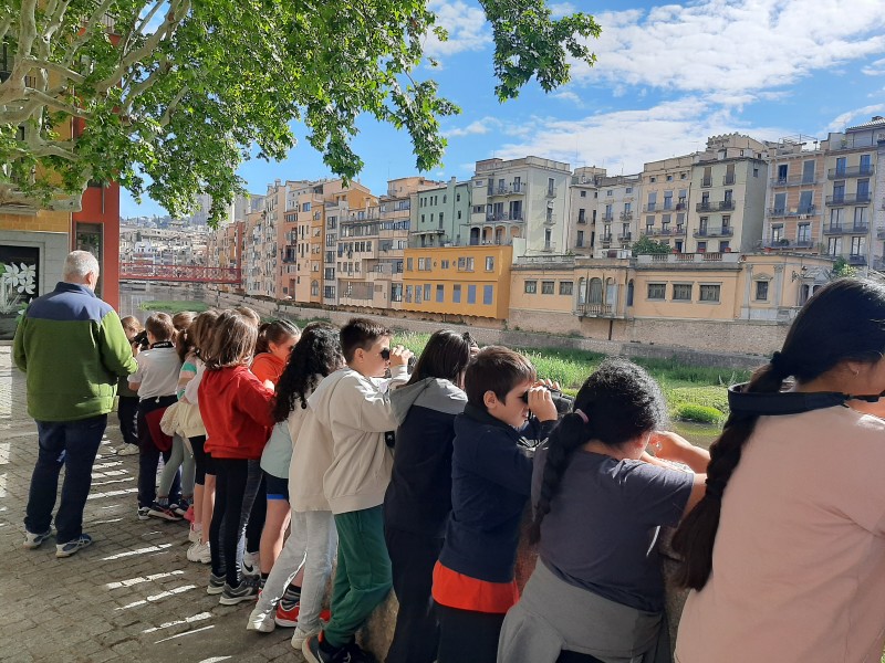 Prop de 400 nius d’oreneta censats i protegits a Girona per alumnes de Primària
