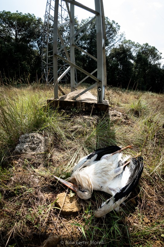 Més de 70 cigonyes mortes per electrocució a les comarques gironines