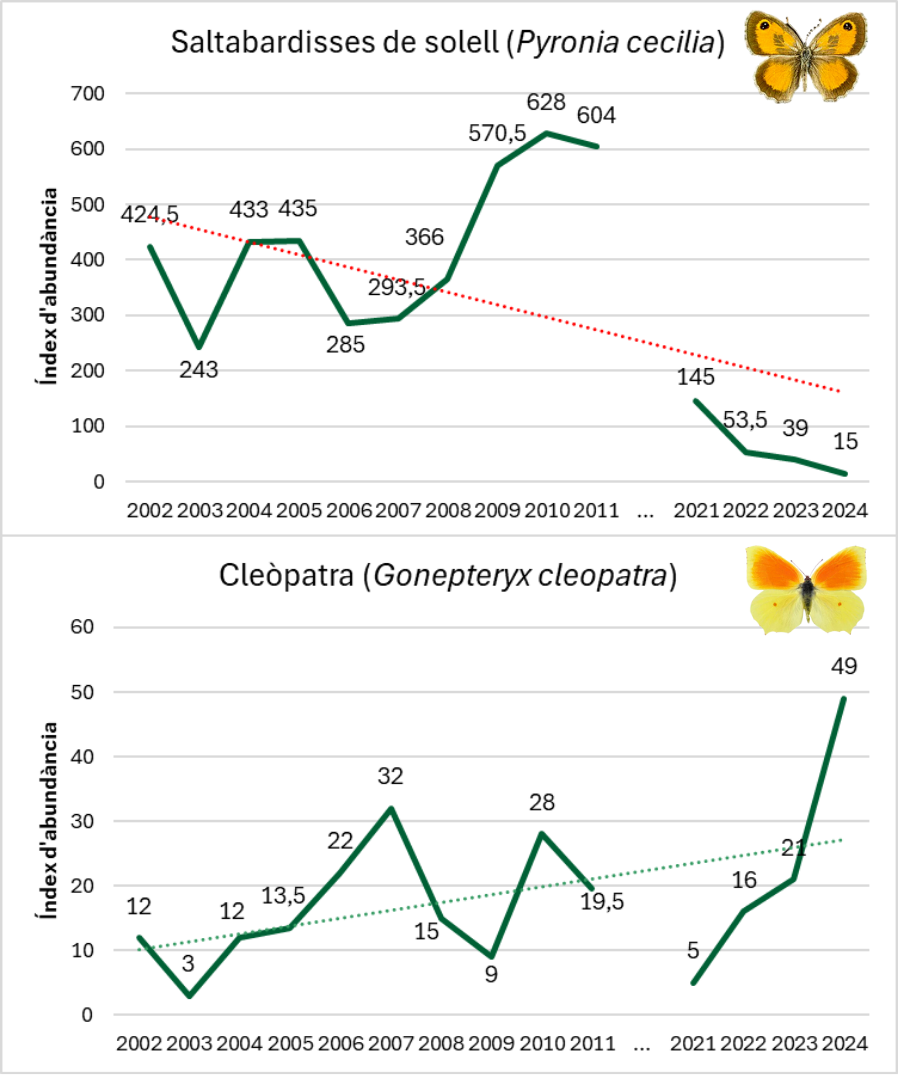 Tendències poblacionals de la saltabardisses de solell, espècie típica de prats mediterranis, i de la cleòpatra, propia de matollars alts, a la Vall de Montjoi.